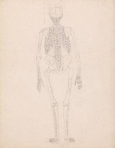 Tutkimus ihmishahmosta, takanäkymä, kaavio taulukon II avaimesta, vertailevasta anatomisesta esityksestä ihmiskehon rakenteesta tiikerin ja linnun rakenteen kanssa, n. 1795-1806 tekijältä George Stubbs