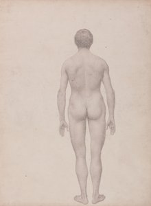 Tutkimus ihmishahmosta, takanäkymä, leikkaamaton, valmis tutkimus taulukolle VII, vertailevasta anatomisesta esityksestä ihmiskehon rakenteesta tiikerin ja linnun rakenteen kanssa tekijältä George Stubbs
