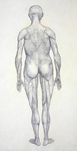 Tutkimus ihmishahmosta, takanäkymä, teoksesta A Comparative Anatomical Exposition of the Structure of the Human Body with that of a Tiger and a Common Fowl, noin 1795-1806 (grafiitti patruunapaperille). tekijältä George Stubbs