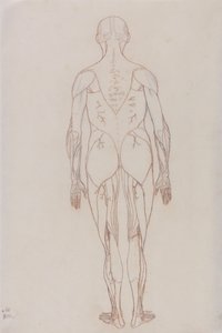 Study of the Human Figure, Posterior View, teoksesta A Comparative Anatomical Exposition of the Structure of the Human Body with that of a Tiger and a Common Fowl, n.1795-1806 (punainen liitu patruunapaperille). tekijältä George Stubbs