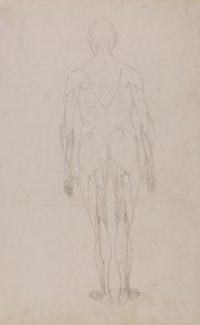 Tutkimus ihmishahmosta, takanäkymä, vertailevasta anatomisesta esityksestä ihmiskehon rakenteesta tiikerin ja linnun rakenteen kanssa, n. 1795-1806 (grafiitti ja muste paperille) tekijältä George Stubbs