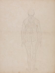 Tutkimus ihmishahmosta, takanäkymä, teoksesta A Comparative Anatomical Exposition of the Structure of the Human Body with that of a Tiger and a Common Fowl, noin 1795-1806 (grafiitti patruunapaperille). tekijältä George Stubbs