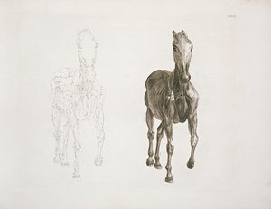 Tab. VIII, teoksesta "Hevosen anatomia..." 1766 tekijältä George Stubbs