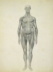 Ihmishahmo, etukuva sarjasta "Vertaileva anatominen esitys ihmiskehon rakenteesta tiikerin ja tavallisen linnun rakenteeseen" tekijältä George Stubbs