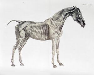 Kolmas anatominen taulukko teoksesta "Hevosen anatomia" tekijältä George Stubbs