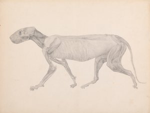 Tiikerirunko, sivunäkymä (valmiin piirustus julkaisemattomaan taulukkoon; näyttää kolmannen vaiheen leikkauksessa) tekijältä George Stubbs