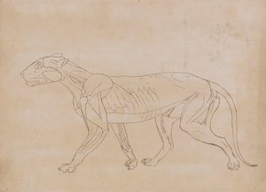 Tiikerin vartalo, sivunäkymä (avainhahmon ääriviivapiirros) tekijältä George Stubbs