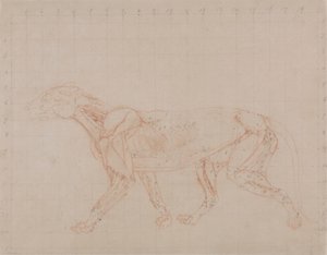 Tiger Body, Lateral View (Tutkimus neljännestä dissektiovaiheesta, jossa näkyy syvemmät lihakset) tekijältä George Stubbs