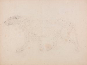 Tiikerivartalo, sivunäkymä (Taulukon IX avainhahmon lihasten tutkimus) tekijältä George Stubbs