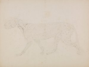 Tiger Body, sivunäkymä (Tutkimus lihasten ylemmistä kerroksista ja niiden verenkierrosta valmisteltu taulukon XIV avainhahmolle) tekijältä George Stubbs