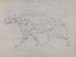 Tiger Body, sivuttaisnäkymä tekijältä George Stubbs
