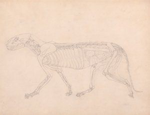 Tiger Body, sivuttaisnäkymä tekijältä George Stubbs