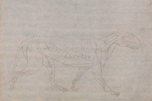 Tiger Body, sivuttaisnäkymä tekijältä George Stubbs