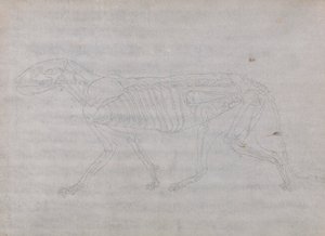 Tiger Body, sivuttaisnäkymä tekijältä George Stubbs