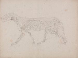 Tiger Body, sivuttaisnäkymä tekijältä George Stubbs