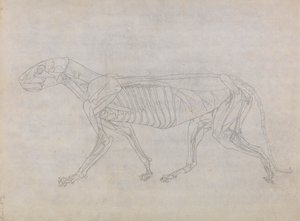 Tiger Body, sivuttaisnäkymä tekijältä George Stubbs