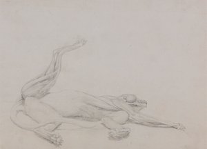 Tiger Body, makuuasennossa, katsottuna vatsasta tekijältä George Stubbs