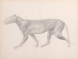 Tigre, Vista Lateral, com o Tecido Conjuntivo Sobre os Músculos Removidos (Estudo Finalizado para a Tabela XIV) finlandês tekijältä George Stubbs