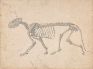 Tiikeriluuranko, sivunäkymä (valmiit taulukon IV tutkimus) tekijältä George Stubbs