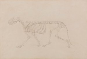 Tiikeriluuranko, sivunäkymä (Huippuvalmis tutkimus taulukolle IV) tekijältä George Stubbs
