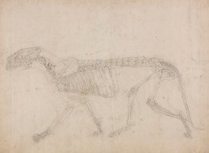 Esqueleto do tigre, vista lateral (provavelmente o estudo principal do esqueleto) finlandês tekijältä George Stubbs