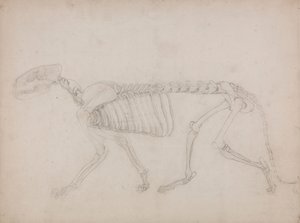 Tiikeriluuranko, sivunäkymä tekijältä George Stubbs