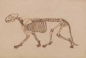 Tiikeriluuranko, sivunäkymä tekijältä George Stubbs