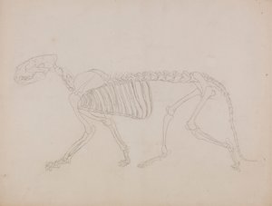 Tiikeriluuranko, sivunäkymä tekijältä George Stubbs