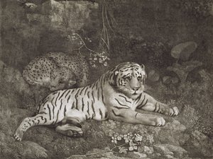 Kaksi Tygers, taiteilijan kaiverrus, pubi. 1788 (etsaus) tekijältä George Stubbs