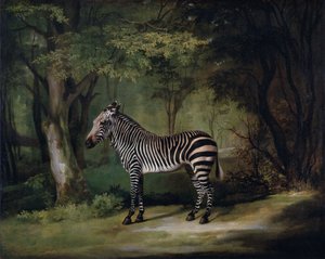 Zebra tekijältä George Stubbs