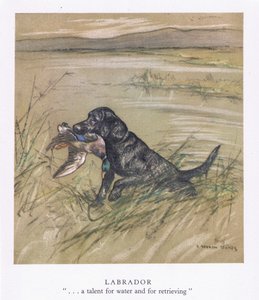 Labrador (värilitro)