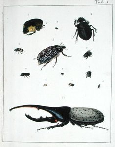 Erilaisia kovakuoriaisia, levy I 
