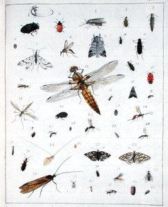 Erilaisia hyönteisiä, levy III 