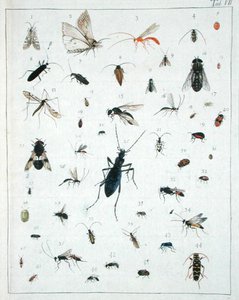 Erilaisia hyönteisiä, levy VII 