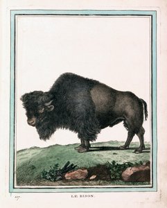 American Buffalon antiikkiprintti tekijältä Georges Louis Leclerc