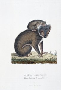 Luonnonhistoriallinen levy: Koalaa (Griffithin jälkeen) edustava eläintieteellinen taulu, Phascolarctos Fuscus - luonnontieteilijä Georges Louis Leclercin, Buffonin kreivin (1707 - 1788) teoksessa "" Completes of Buffon"". Kaiverrus vuodelta 1837. tekijältä Georges Louis Leclerc