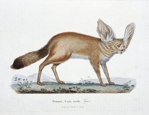 Luonnonhistoriallinen levy: Eläintieteelliset taulut, jotka edustavat Le Fenneciä, Canis zerdaa - luonnontieteilijä Georges Louis Leclercin, Buffonin kreivin (1707 - 1788) "" Buffonin valmistujat" -kirjassa. Kaiverrus vuodelta 1837.