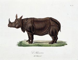 Natural History Plate: Eläintieteelliset taulut, jotka edustavat Le Rhinocerosia - luonnontieteilijä Georges Louis Leclercin, Buffonin kreivin (1707 - 1788) teoksessa "" Completes of Buffon"". Kaiverrus vuodelta 1837.