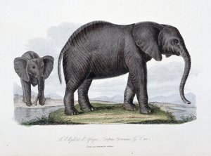 Natural History Plate: eläintieteellinen taulu, joka edustaa afrikkalaista norsua; Elephas Africanus - luonnontieteilijä Georges Louis Leclercin, Buffonin kreivin (1707 - 1788) teoksessa "Buffonin valmiit". Kaiverrus vuodelta 1837. tekijältä Georges Louis Leclerc