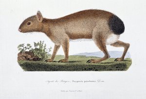 Natural History Plate: Zoologinen taulu, joka edustaa Agouti des Patagonsia, Dasyprocta patachonica - luonnontieteilijä Georges Louis Leclercin, Buffonin kreivin (1707 - 1788) teoksessa "Buffonin täydelliset teokset". Kaiverrus vuodelta 1837. tekijältä Georges Louis Leclerc