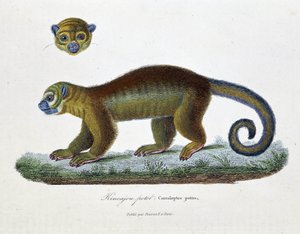 Luonnonhistoriallinen levy: Eläintieteelliset taulut, jotka edustavat Kincajou Potot, Cercoleptes potos - luonnontieteilijä Georges Louis Leclercin, Buffonin kreivin (1707 - 1788) teoksessa "Buffonin teokset". Kaiverrus vuodelta 1837.