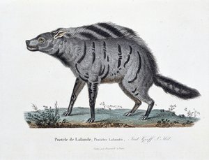 Natural History Plate: Protele de Lalande, Proteles Lalandii - eläintieteellinen lautakunta - luonnontieteilijä Georges Louis Leclercin, Buffonin kreivin (1707 - 1788) teoksessa "" Completely Works of Buffon"". Kaiverrus vuodelta 1837. tekijältä Georges Louis Leclerc