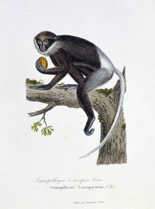 Natural History Plate: Eläintieteelliset taulut, jotka edustavat White Rump Semnopitheque, Semnopithecus Leucoprymnus, Otto - luonnontieteilijä Georges Louis Leclercin, Buffonin kreivin (1707 - 1788) teoksessa "" Completes of Buffon"". Kaiverrus vuodelta 1 tekijältä Georges Louis Leclerc