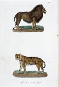 Natural History Plate: Eläintieteelliset taulut, jotka edustavat leijonaa ja tiikeriä – luonnontieteilijä Georges Louis Leclercin, Buffonin kreivin (1707 - 1788) teoksessa "" Completes of Buffon"". Kaiverrus vuodelta 1837. tekijältä Georges Louis Leclerc