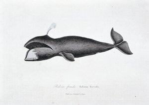 Natural History Plate: Zoologinen taulu, joka edustaa oikeaa valasta, Balaena borealis - teoksessa "" Works of Buffon"", jonka on kirjoittanut luonnontieteilijä Georges Louis Leclerc, Buffonin kreivi (1707 - 1788). Kaiverrus vuodelta 1837. tekijältä Georges Louis Leclerc