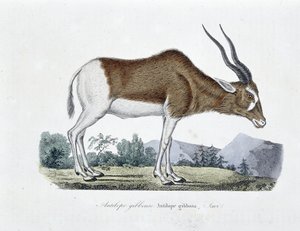 Natural History Plate: Zoologinen kartta, joka kuvaa Gibbous-antilooppia, Gibbosa-antilooppia, Savia - luonnontieteilijä Georges Louis Leclercin, Buffonin kreivin (1707 - 1788) teoksessa "" Completely Works of Buffon"". Kaiverrus vuodelta 1837. tekijältä Georges Louis Leclerc