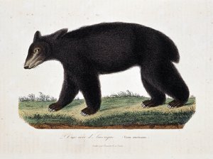 Luonnonhistoriallinen levy: Amerikan mustakarhua (Ursus americanus) kuvaava eläintieteellinen kartta luonnontieteilijä Georges Louis Leclercin, Buffonin kreivin (1707 - 1788) teoksessa "" Works of Buffon". Kaiverrus vuodelta 1837. tekijältä Georges Louis Leclerc