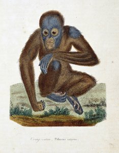 Luonnonhistoriallinen levy: Eläinkartta, jossa on Orang outan (orang outan, orang outang, orang outang), Pithecus satyrus - luonnontieteilijä Georges Louis Leclercin, Buffonin kreivin (1707 - 1788) teoksessa "Buffonin päätökset". Kaiverrus vuodelta 1837.