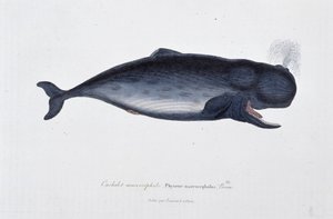 Luonnonhistoriallinen levy: Zoologinen kartta, joka kuvaa makrokefaalista kaskelottia, Physeter macrocephalus, Bonn - luonnontieteilijä Georges Louis Leclercin, Buffonin kreivin (1707 - 1788) "" Buffonin teoksissa". Kaiverrus vuodelta 1837. tekijältä Georges Louis Leclerc