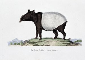 Luonnonhistoriallinen levy: Le Tapir Maibaa (Tapirus Indicus) edustava eläintieteellinen kartta - luonnontieteilijä Georges Louis Leclercin, Buffonin kreivin (1707 - 1788) "" Buffonin teoksissa"". Kaiverrus vuodelta 1837. tekijältä Georges Louis Leclerc
